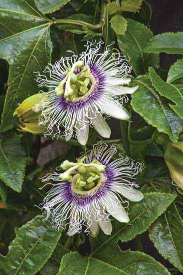 Pruning a passionflower vine will help it grow better.